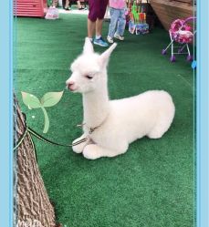 -萌宠亲子动物乐园(槐房万达店)