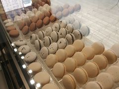 -BLACKSWAN黑天鹅(环球店)