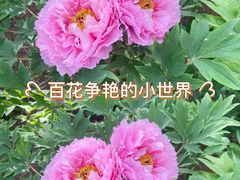 -洛阳市隋唐城遗址植物园