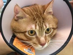 -瑞鹏宠物医院·宠保定点·心脏科·内科(御桥分院)