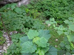 -北京上方山国家森林公园