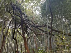-青龙山国家森林公园