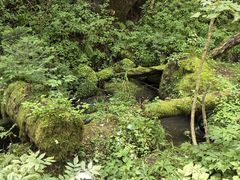 -五营红松林海景区