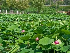 -前关湿地公园