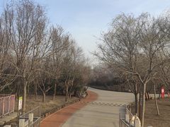 -塘沽森林公园