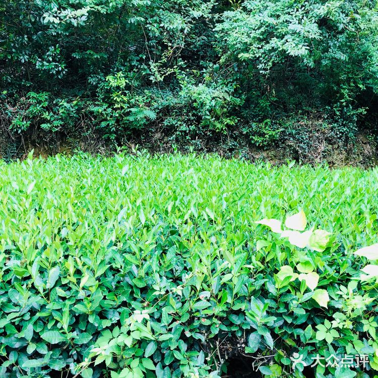 杭州旅游景点攻略之梅家坞