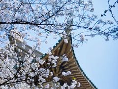 -武汉大学-樱园