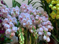 -双季花艺园艺市场(浦东店)