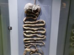 -生命奥秘博物馆