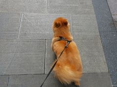 -PETKIT 小佩宠物·低压洗护·美容·寄养(安远店)