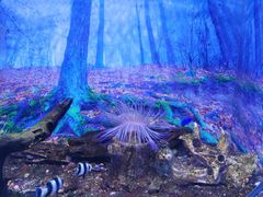 -芜湖新华联大白鲸海洋公园