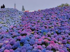 -荷兰花海