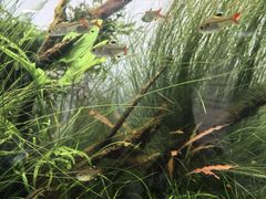 -ADA自然水景世界