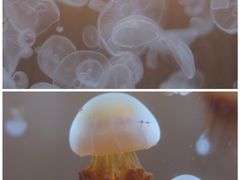 -正佳极地海洋世界