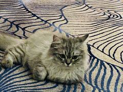 -瑞鹏宠物医院·骨科·猫科·内科(第一中心)