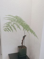-FINE HAIR 烫染专业设计