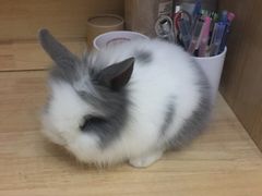 -宠物兔专门店(天丰利市场店)