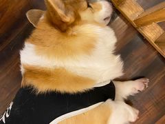 -豆柴町-柴犬主题狗咖(红鼎国际C座店)