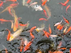 -金庸书院