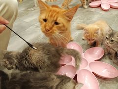 -楼上猫咖(罗湖店)
