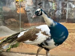 -Zoolung Zoolung动物主题公园(海信广场店)