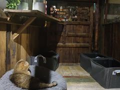 -壹六猫窝(谷德店)