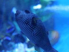 -烟台海昌鲸鲨海洋公园