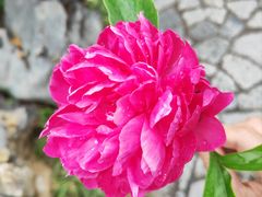 -上海滨江森林公园