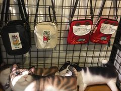 -猫咪博物馆(顶澳仔猫街店)