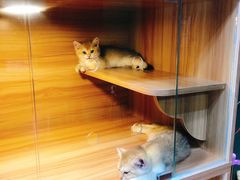 -猫十亿·布偶金渐层·曼基康矮脚猫舍(青年路店)