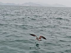 -海驴岛(荣成市)