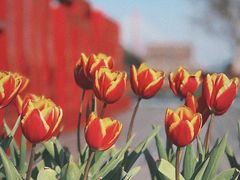 -丹东路渡口(轮渡站)