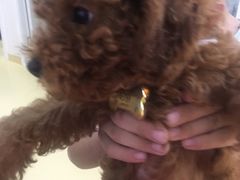 -芭比堂动物医院·犬猫全科·异宠专科(雁塔分院)