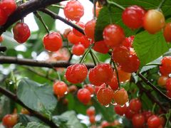 -樱桃山旅游景区