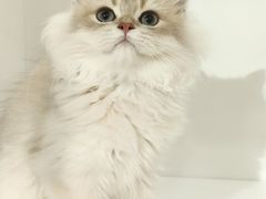-三花喵·撸猫购宠·宠物生活馆(虹桥南丰城店)