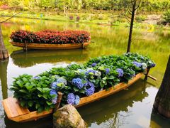 -深圳仙湖植物园