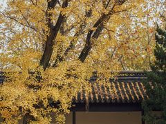 -苏州文庙(姑苏区)