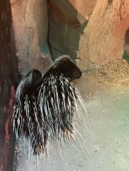 -酷嗒动物文化乐园(cutezoo西溪乐天城店)