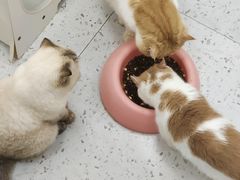 -喵园·猫主题咖啡厅·撸猫·猫咖(国贸店)