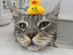 -老吴的猫·猫舍(新区店)