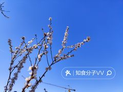 -桃花堤公园