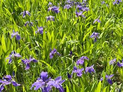 -白鹭湾湿地公园