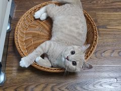 -东方名猫馆·英短金渐层布偶猫舍(环线广场1号楼店)