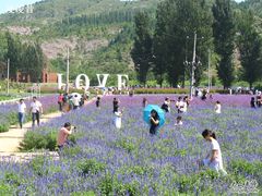 -紫海香堤香草艺术庄园
