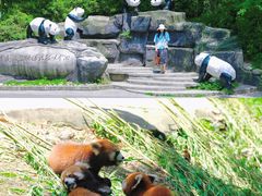 -都江堰中华大熊猫苑