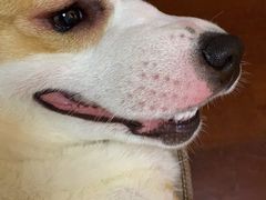 -顺强宠物诊所·狂犬免疫·夜诊·骨科(嘉定店)