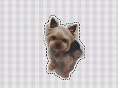 -Oh My Dog宠物沙龙(伊珊娜皮毛护理店)