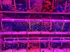 -花鸟鱼虫鲜花绿植市场(玉泉路店)