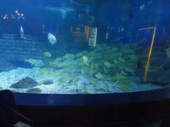 -烟台海昌鲸鲨海洋公园