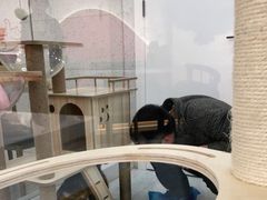 -喵园·猫主题咖啡厅·撸猫·猫咖(国贸店)